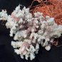 Finger Coral  (Acropora Humilis) 9" X 9"  -Real-