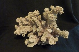 Finger Coral  (Acropora Humilis) approximately 7" x 7" -Real-