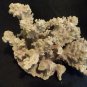 Finger Coral (Acropora Humilis) approximately 7" x 7" -Real-