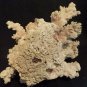 Finger Coral (Acropora Humilis) approximately 7" x 7" -Real-