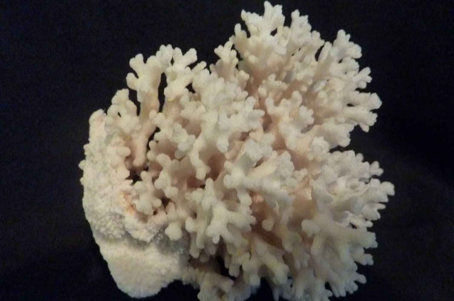 Cauliflower Pocillopora ligulata CORAL (REAL) 5"-6"