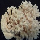 Cauliflower Pocillopora ligulata  CORAL (REAL)  5"-6"