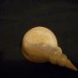 Kenyan (Tisi) Shell