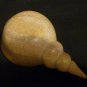 Kenyan (Tisi) Shell