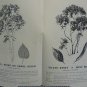 Alberta - Lands - Forests- Parks - Wildlife - Summer 1969
