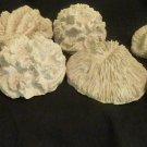 Immitation Coral (7 pieces) Well Detailed