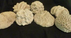 Immitation Coral (7 pieces) Well Detailed