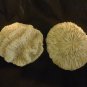 Immitation Coral (7 pieces) Well Detailed