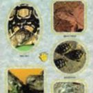 A Step - By-Step Book  about Tortoises