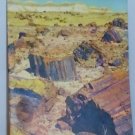 A Story of the Petrified Forest Agatized Rainbows - 1951