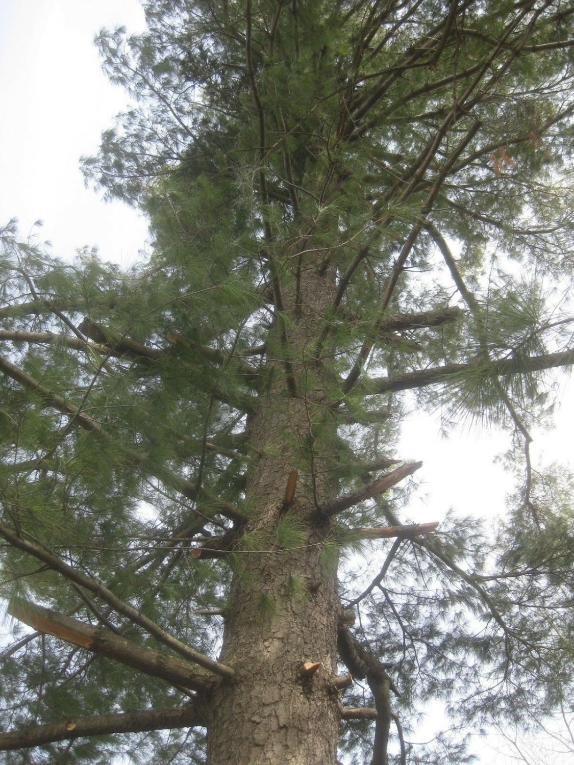 White Pine Standing Tree Could be used for Furniture or Trim