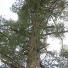 White Pine Standing Tree Could be used for Furniture or Trim