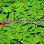 MoringaSOP K&Euml;� Powder