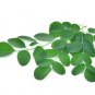 100% Pure Moringa Teabags