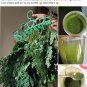 100% Pure Moringa Teabags