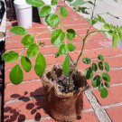 Queen Moringa Arora PLAN #9 Moringa Seeds of Life /w Seedlng