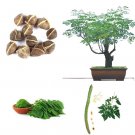 Rare Edible Moringa Bonsai Plant with Bonsai Tray