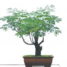 Rare Edible Moringa Bonsai Plant WITHOUT Bonsai Tray