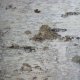 Birch bark