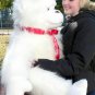 Personalized Giant Stuffed White Gorilla Monkey with Personalized Ribbon On Neck