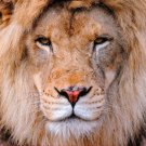 Monster Quest: Maneaters - Lions [DVD]