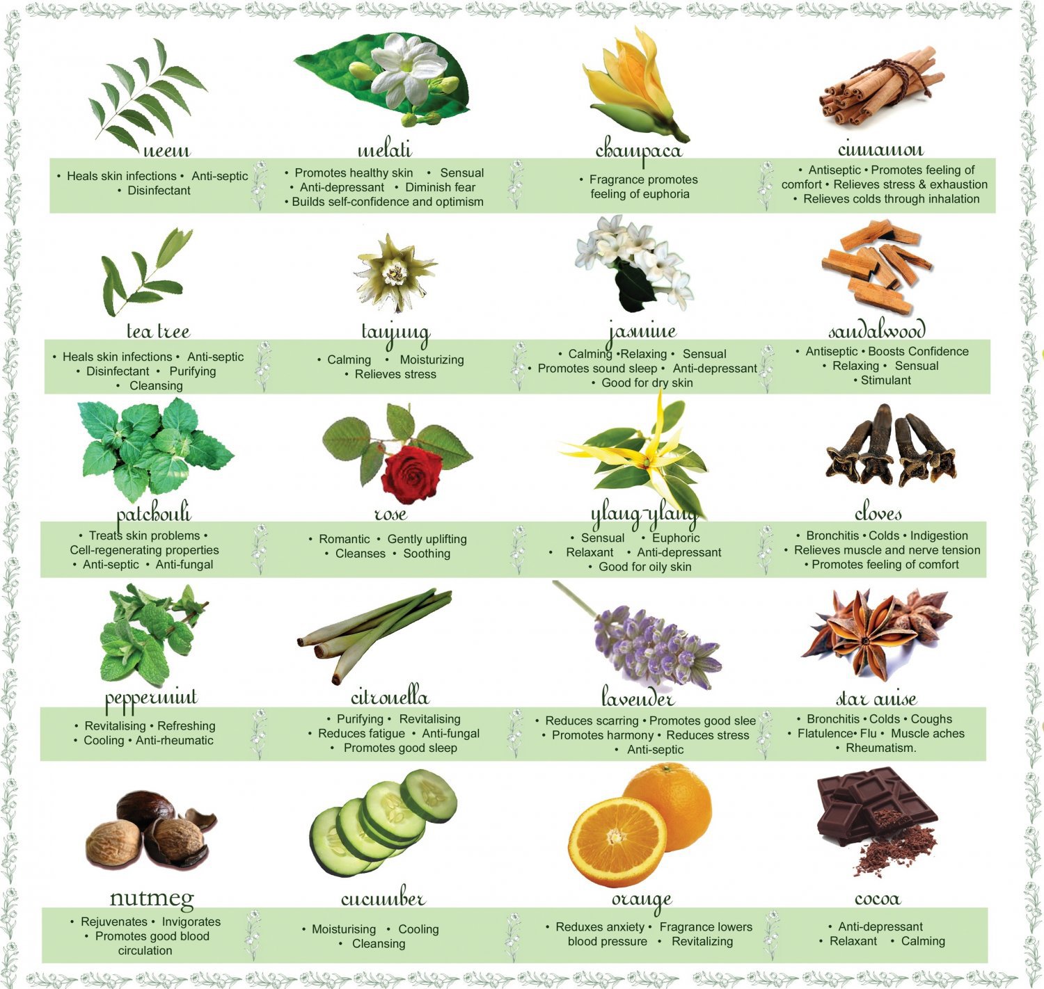 Essential Oils Chart 18x28 inches Canvas Print