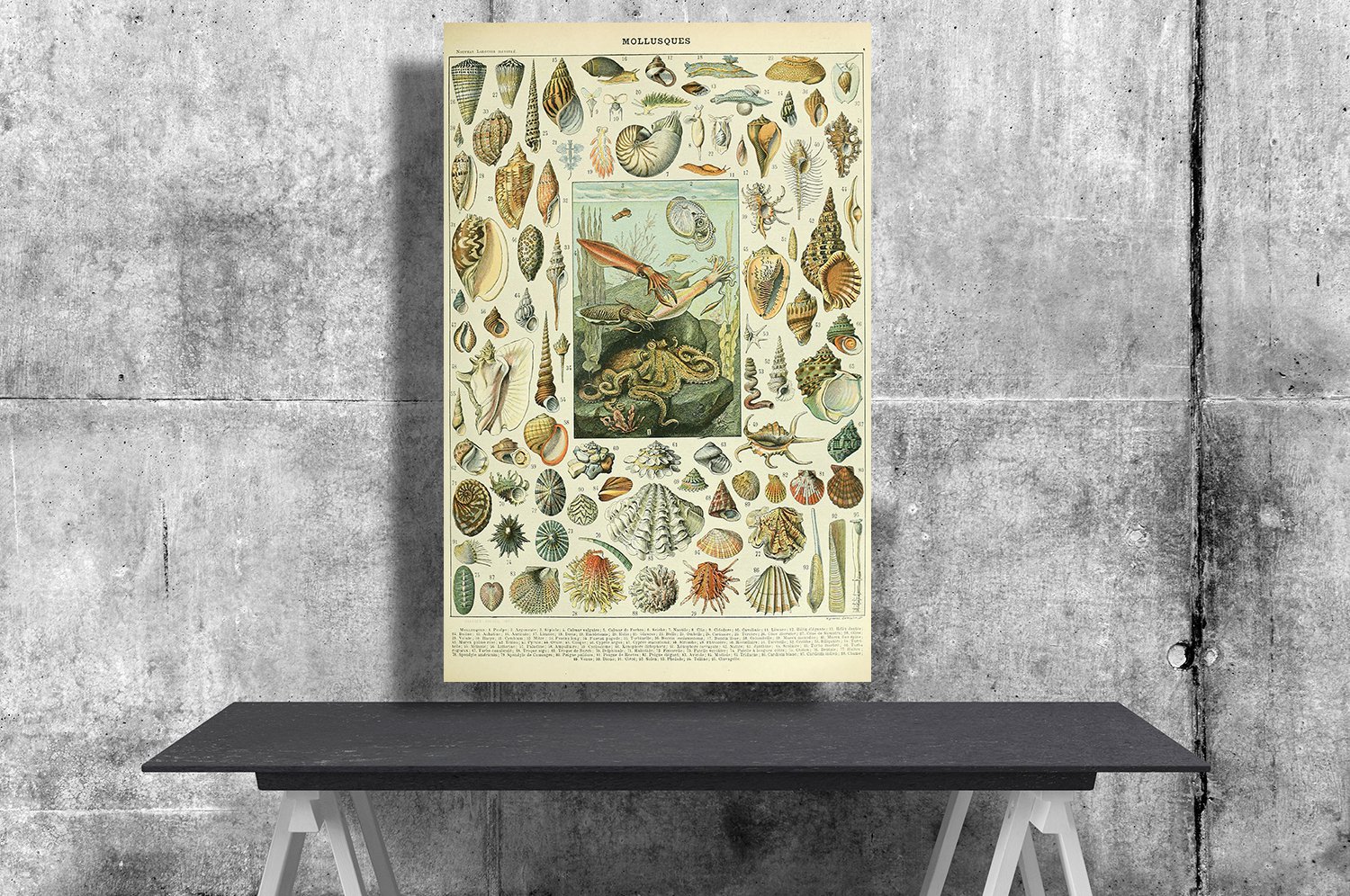 Types of Sea and Ocean Creatures, Adolphe Millot 24x35 inches Canvas Print