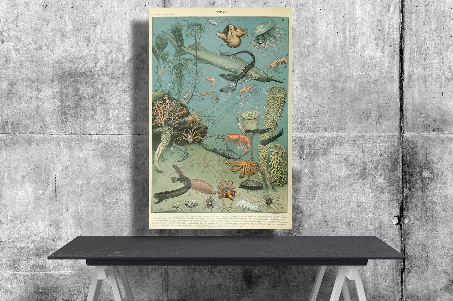 Types of Sea and Ocean Creatures, Adolphe Millot 18x28 inches Poster Print
