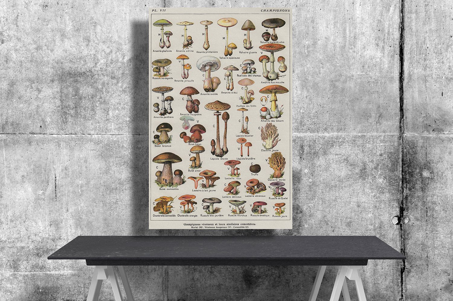 Types of Mushrooms, Adolphe Millot, Chart 18x28 inches Poster Print