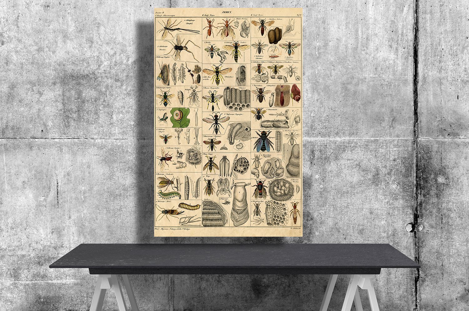 Types of Insects, Adolphe Millot, Chart 18x28 inches Canvas Print