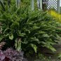 HOSTA Praying Hands 1 Plant  USA ""Rare"