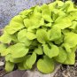 HOSTA Sun Mouse 1 Plant  USA ""Rare"