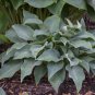 HOSTA Halcyon 1 Plant  USA ""Rare"