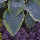 HOSTA Wu La La New Giant  USA ""Rare"