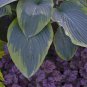 HOSTA Wu La La New Giant  USA ""Rare"