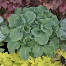 HOSTA Church Mouse 1 Plant  USA ""Rare"