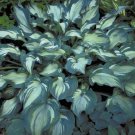 HOSTA Guardian Angel Two Year Old Large Plant USA ""Rare"