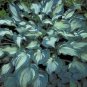 HOSTA Guardian Angel Two Year Old Large Plant USA ""Rare"