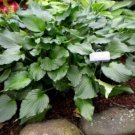HOSTA Stir Fry 1 Plant  USA ""Rare"