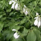 HOSTA Royal Standard 1 Plant  USA ""Rare"