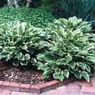 HOSTA So Sweet 1 Plant  USA ""Rare"