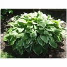 HOSTA FRAGRANT BOUQUET  1 Plant  USA ""Rare"