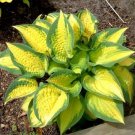 HOSTA HAPPY DAYZ 1 Plant  USA ""Rare"