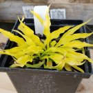 HOSTA Fairy Dust 1 Plant  USA ""Rare"