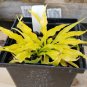 HOSTA Fairy Dust 1 Plant  USA ""Rare"