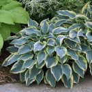HOSTA First Frost 1 Plant  USA ""Rare"