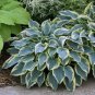 HOSTA First Frost 1 Plant  USA ""Rare"