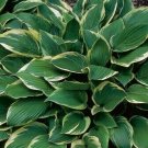 HOSTA Aureo Marginata 1 Plant  USA ""Rare"