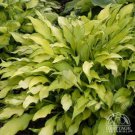 HOSTA PINEAPPLE UPSIDE DOWN CAKE 1 Plant  USA ""Rare"