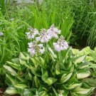 HOSTA Whirlwind 1 Plant  USA ""Rare"